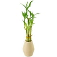 thumbnail image 1 of Arcadia Garden Products Live 5-Stem Lucky Bamboo in 3.5" Dimensions II, Tan, 1 of 4