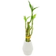 thumbnail image 1 of Arcadia Garden Products Live 5-Stem Lucky Bamboo in 3.5" Dimensions II, White, 1 of 4