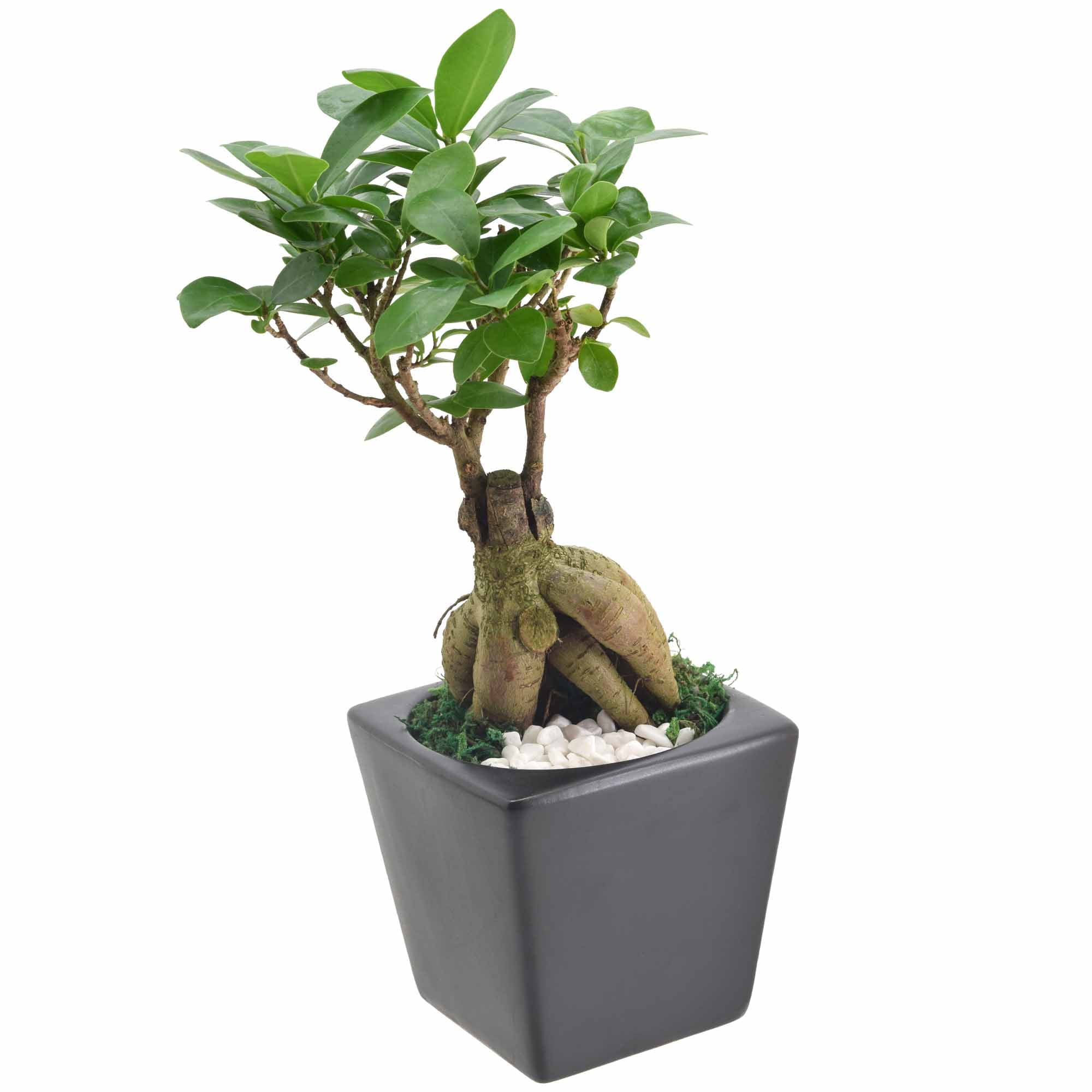 Ginseng Ficus Bonsai in Black Ceramic Planter