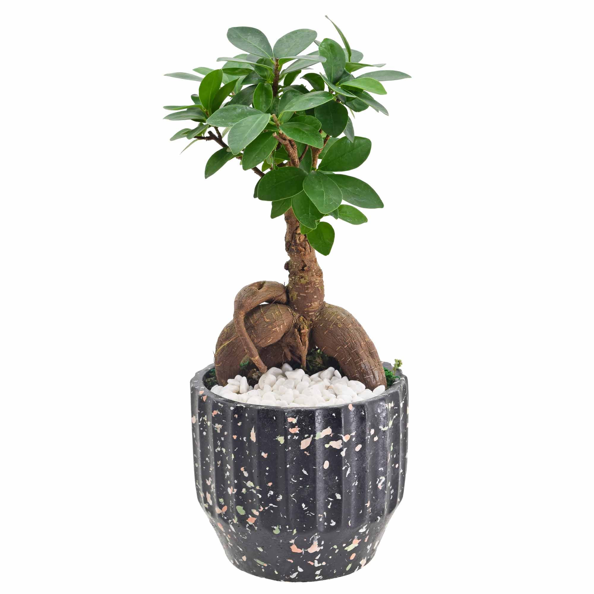 Ginseng Ficus Bonsai in Black Speckled Ceramic Planter
