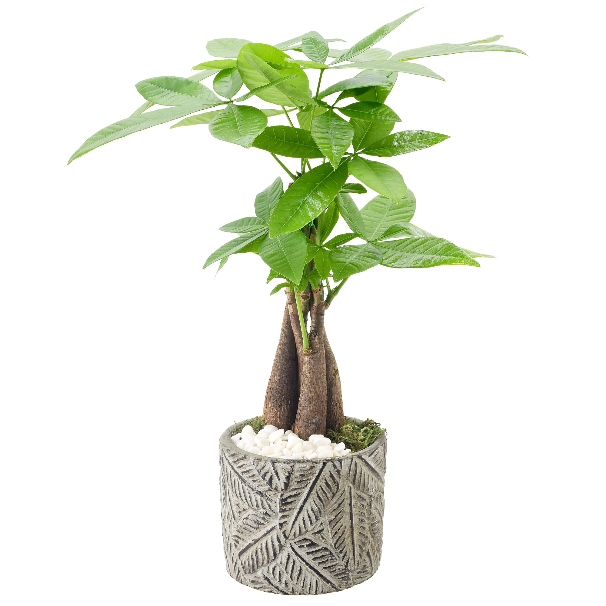 Money Tree in Gray Ceramic Planter with Green Leaves