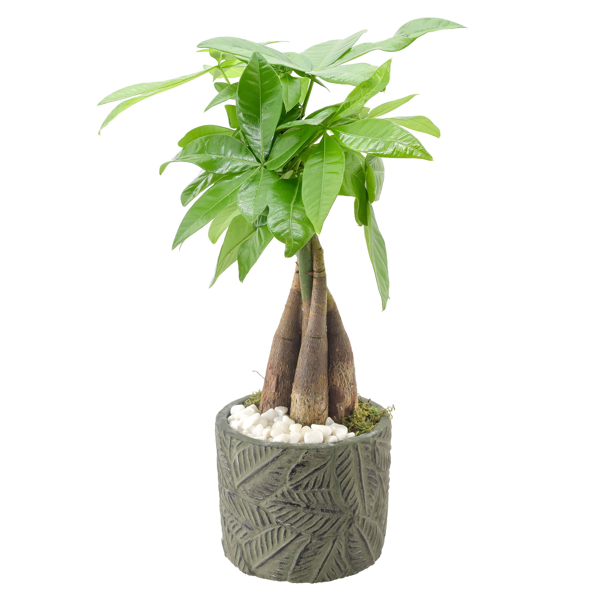 Large Green Ceramic Planter Money Tree Bonsai