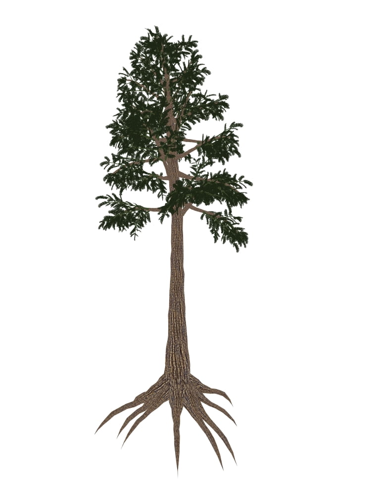 Archaeopteris prehistoric tree from the Late Devonian Period Canvas Art - Elena DuvernayStocktrek Images (25 x 33)