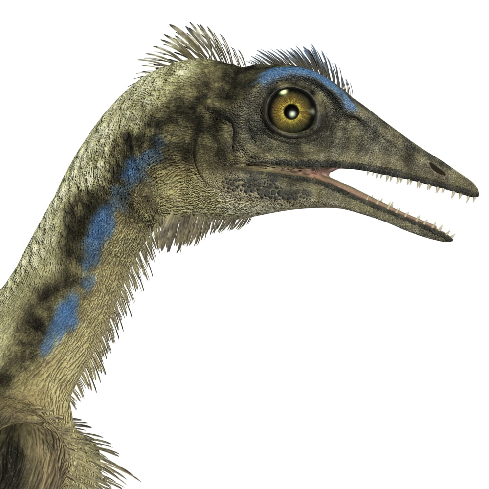 Archaeopteryx is a carnivorous bird that lived during the Jurassic period Canvas Art - Corey FordStocktrek Images (29 x 29)