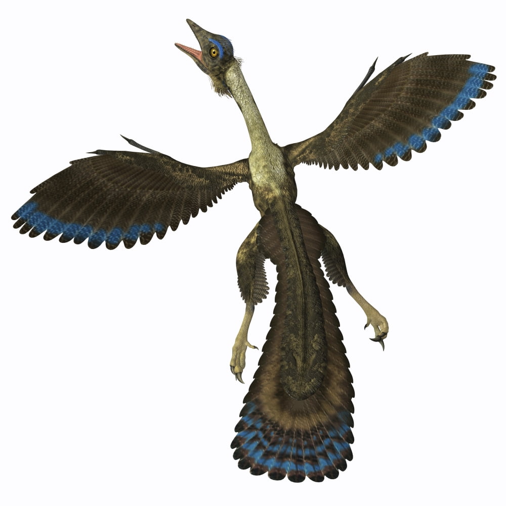 Archaeopteryx known as one of the earliest prehistoric birds Canvas Art - Corey FordStocktrek Images (28 x 28)