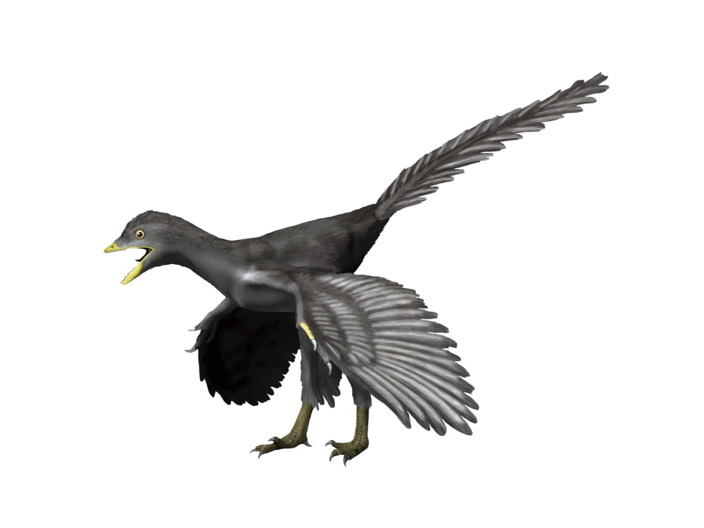 Archaeopteryx lithographica Late Jurassic of Germany Canvas Art - Nobumichi TamuraStocktrek Images (17 x 13)