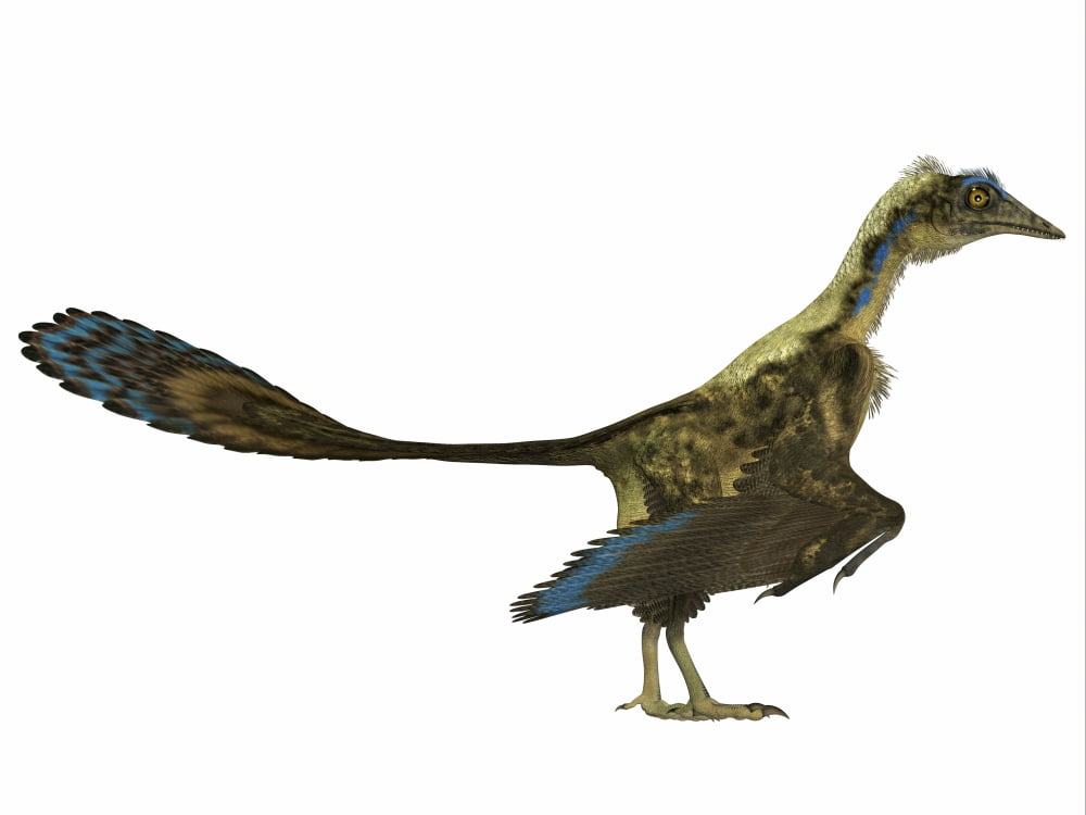 Archaeopteryx prehistoric bird Canvas Art - Corey FordStocktrek Images (17 x 13)