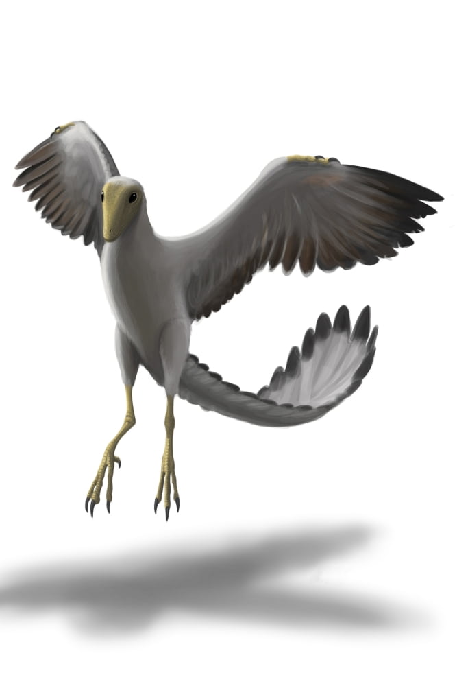 Archaeopteryx with wings spread Canvas Art - Michele DessiStocktrek Images (12 x 18)