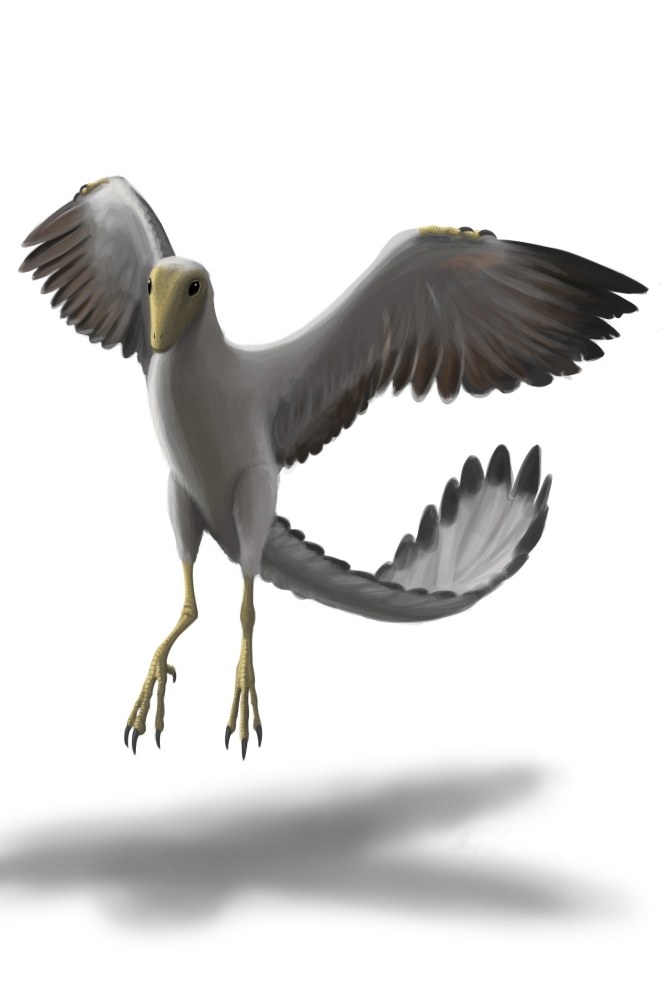 Archaeopteryx with wings spread Canvas Art - Michele DessiStocktrek Images (23 x 35)