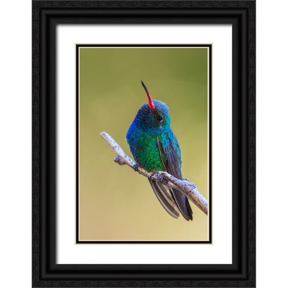 Archer, Ken 11x14 Black Ornate Wood Framed with Double Matting Museum Art Print Titled - Broad-billed hummingbird