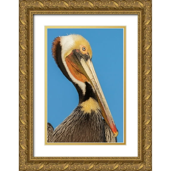 Archer, Ken 11x14 Gold Ornate Wood Framed with Double Matting Museum Art Print Titled - Brown pelican