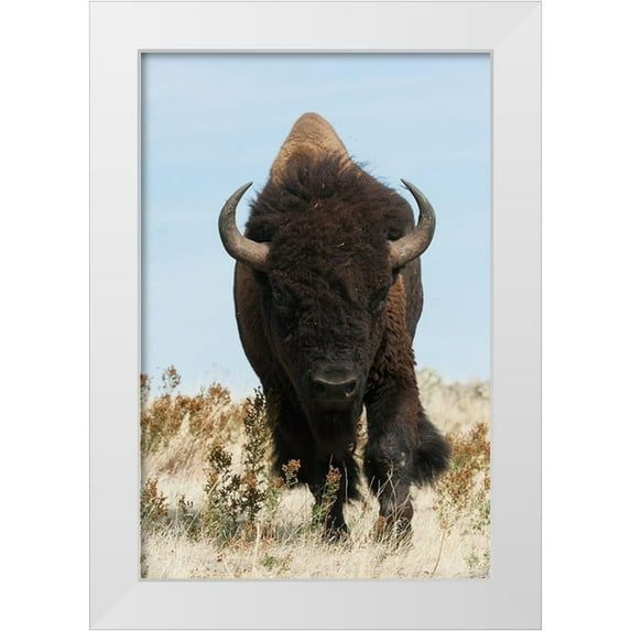 Archer, Ken 11x14 White Modern Wood Framed Museum Art Print Titled - Bison Bull on the move