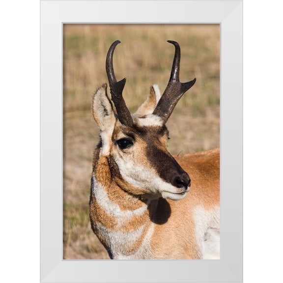 Archer, Ken 11x14 White Modern Wood Framed Museum Art Print Titled - Pronghorn Antelope Buck