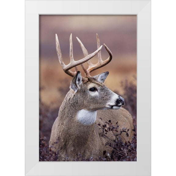 Archer, Ken 11x14 White Modern Wood Framed Museum Art Print Titled - White-tailed Deer Buck