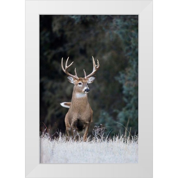 Archer, Ken 11x14 White Modern Wood Framed Museum Art Print Titled - White-tailed Deer Buck