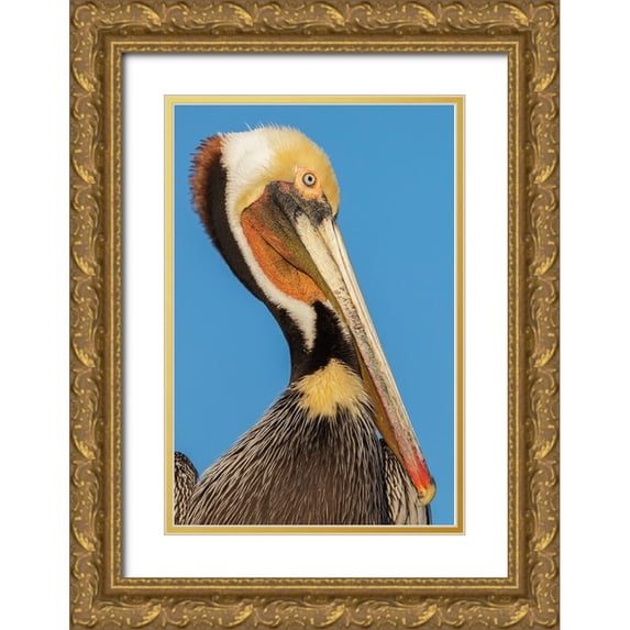 Archer, Ken 13x18 Gold Ornate Wood Framed with Double Matting Museum Art Print Titled - Brown pelican