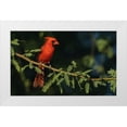 thumbnail image 1 of Archer, Ken 14x10 White Modern Wood Framed Museum Art Print Titled - Northern cardinal, 1 of 4