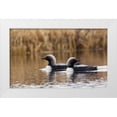 thumbnail image 1 of Archer, Ken 14x10 White Modern Wood Framed Museum Art Print Titled - Pacific Loon Pair, 1 of 4
