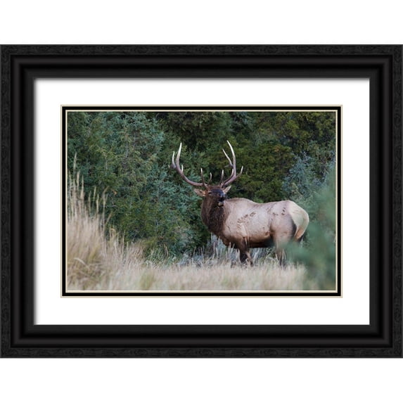 Archer, Ken 14x11 Black Ornate Wood Framed with Double Matting Museum Art Print Titled - Bull Elk Bugling
