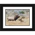 thumbnail image 1 of Archer, Ken 14x11 Black Ornate Wood Framed with Double Matting Museum Art Print Titled - Bull elk patrolling, 1 of 4