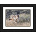 thumbnail image 1 of Archer, Ken 14x11 Black Ornate Wood Framed with Double Matting Museum Art Print Titled - Coyote-stalking, 1 of 4