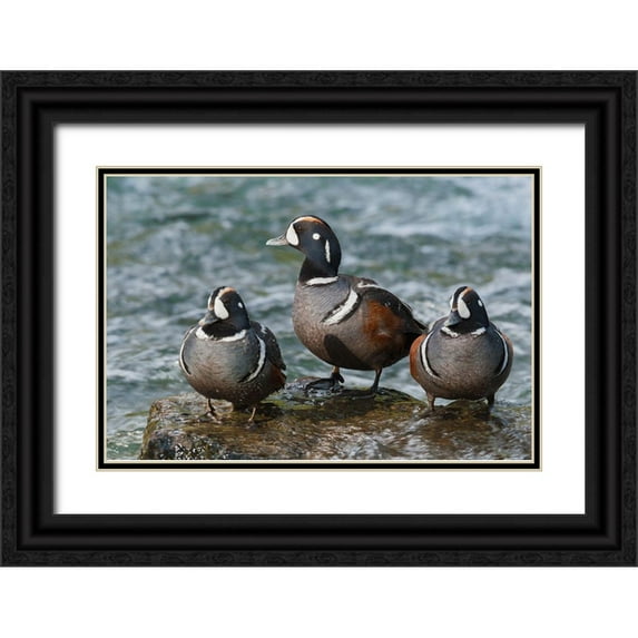 Archer, Ken 14x11 Black Ornate Wood Framed with Double Matting Museum Art Print Titled - Harlequin Ducks