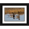 thumbnail image 1 of Archer, Ken 14x11 Black Ornate Wood Framed with Double Matting Museum Art Print Titled - Long-tailed Duck Pair (Oldsquaw), 1 of 4