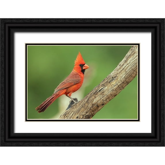 Archer, Ken 14x11 Black Ornate Wood Framed with Double Matting Museum Art Print Titled - Northern cardinal
