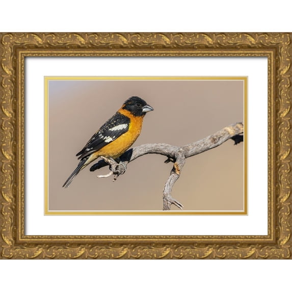 Archer, Ken 14x11 Gold Ornate Wood Framed with Double Matting Museum Art Print Titled - Black-headed grosbeak