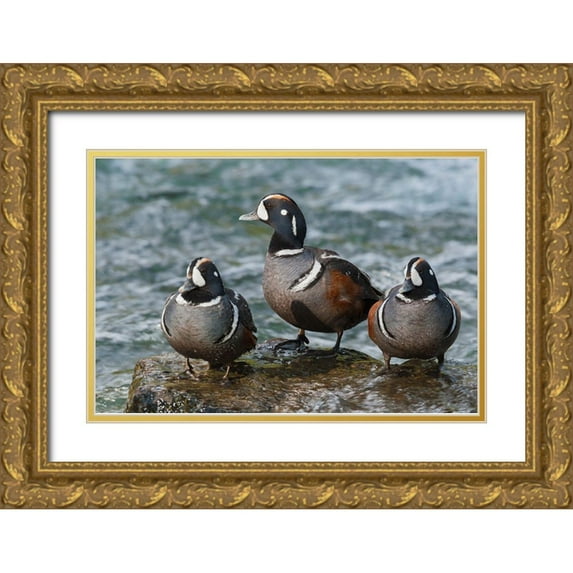 Archer, Ken 14x11 Gold Ornate Wood Framed with Double Matting Museum Art Print Titled - Harlequin Ducks