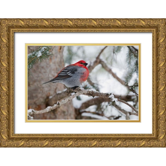 Archer, Ken 14x11 Gold Ornate Wood Framed with Double Matting Museum Art Print Titled - Pine Grosbeak-winter survivor