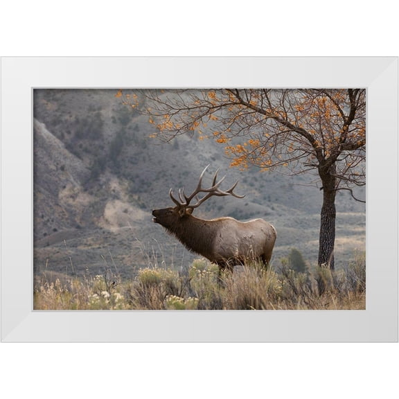 Archer, Ken 14x11 White Modern Wood Framed Museum Art Print Titled - Bull Elk Bugling-morning song