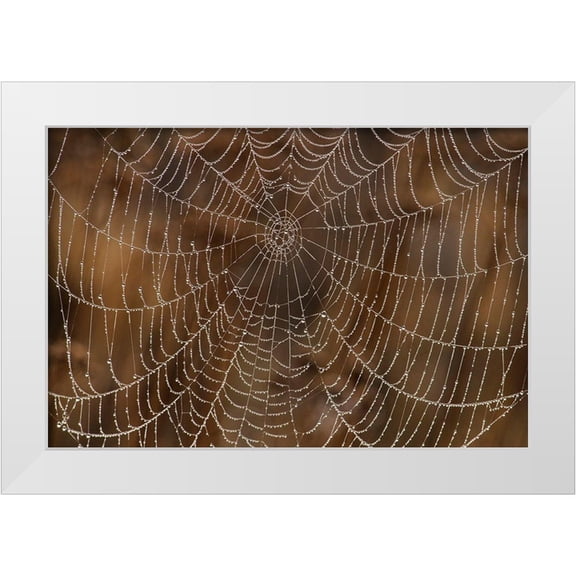Archer, Ken 14x11 White Modern Wood Framed Museum Art Print Titled - Morning Dew on Orb Spider Web
