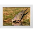 thumbnail image 1 of Archer, Ken 14x11 White Modern Wood Framed Museum Art Print Titled - Mourning dove, 1 of 4
