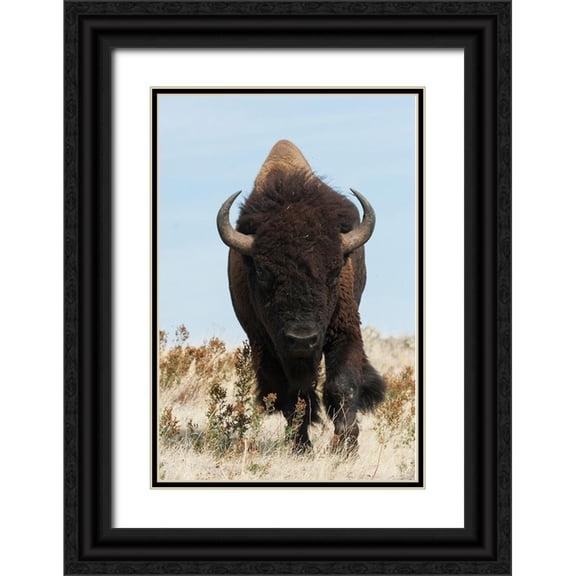 Archer, Ken 17x24 Black Ornate Wood Framed with Double Matting Museum Art Print Titled - Bison Bull on the move