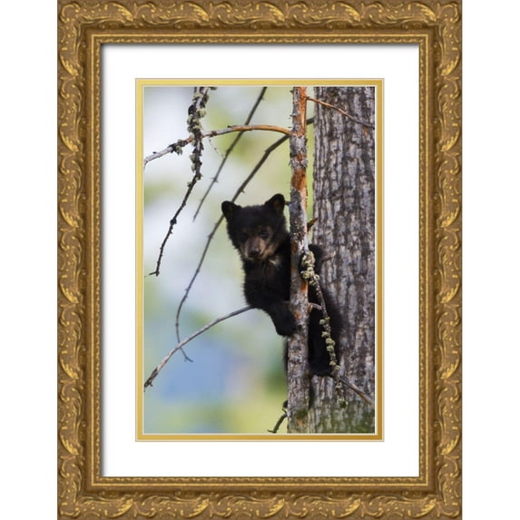 Archer, Ken 17x24 Gold Ornate Wood Framed with Double Matting Museum Art Print Titled - Black Bear Cub Climbing