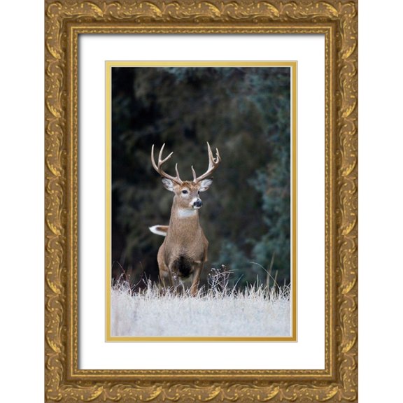 Archer, Ken 17x24 Gold Ornate Wood Framed with Double Matting Museum Art Print Titled - White-tailed Deer Buck