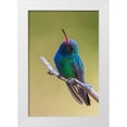 thumbnail image 1 of Archer, Ken 17x24 White Modern Wood Framed Museum Art Print Titled - Broad-billed hummingbird, 1 of 4