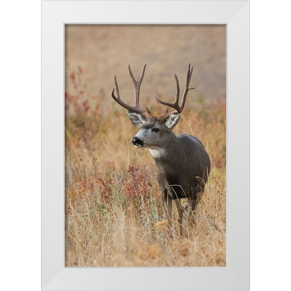 Archer, Ken 17x24 White Modern Wood Framed Museum Art Print Titled - Mule Deer Buck