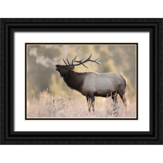 Archer, Ken 18x13 Black Ornate Wood Framed with Double Matting Museum Art Print Titled - Bull Elk-Morning Breath