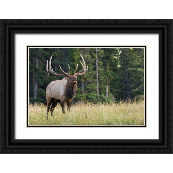 Archer, Ken 18x13 Black Ornate Wood Framed with Double Matting Museum Art Print Titled - Bull Elk making faces