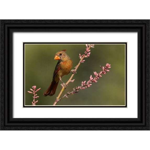 Archer, Ken 18x13 Black Ornate Wood Framed with Double Matting Museum Art Print Titled - Female northern cardinal