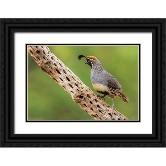 Archer, Ken 18x13 Black Ornate Wood Framed with Double Matting Museum Art Print Titled - Male Gambels quail