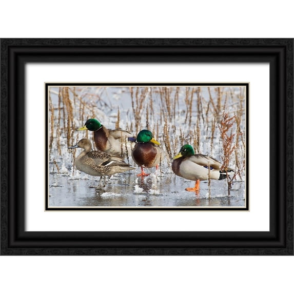 Archer, Ken 18x13 Black Ornate Wood Framed with Double Matting Museum Art Print Titled - Mallard Drakes and northern Pintail Hen