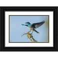 thumbnail image 1 of Archer, Ken 18x13 Black Ornate Wood Framed with Double Matting Museum Art Print Titled - Mountain bluebird alighting, 1 of 4