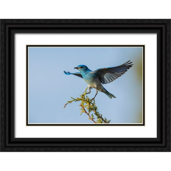 Archer, Ken 18x13 Black Ornate Wood Framed with Double Matting Museum Art Print Titled - Mountain bluebird alighting
