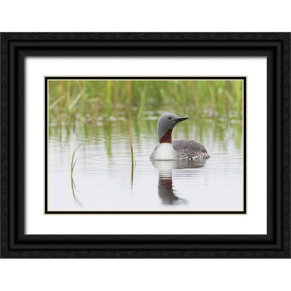 Archer, Ken 18x13 Black Ornate Wood Framed with Double Matting Museum Art Print Titled - Red-throated Loon