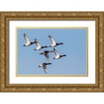 thumbnail image 1 of Archer, Ken 18x13 Gold Ornate Wood Framed with Double Matting Museum Art Print Titled - Canvasback flock-courtship flight, 1 of 4