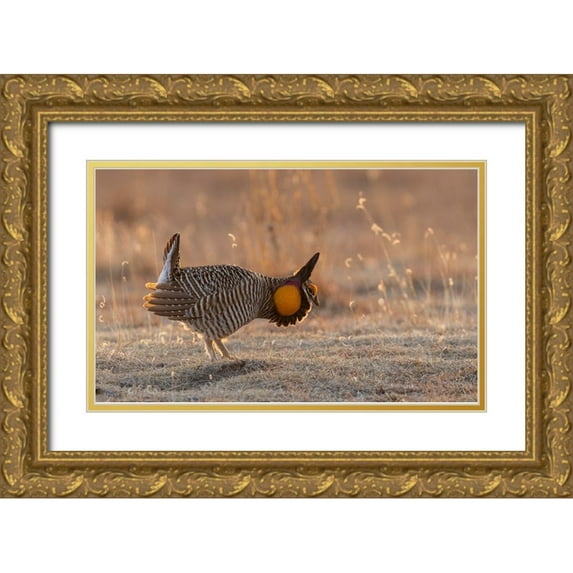 Archer, Ken 18x13 Gold Ornate Wood Framed with Double Matting Museum Art Print Titled - Greater prairie chickens-courtship display