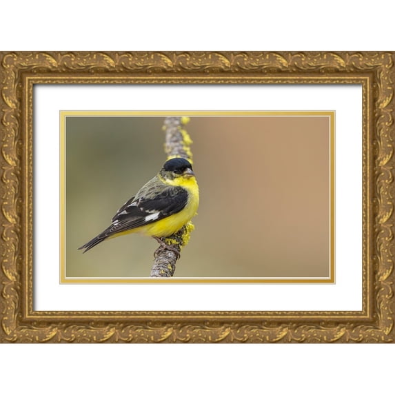Archer, Ken 18x13 Gold Ornate Wood Framed with Double Matting Museum Art Print Titled - Lesser goldfinch